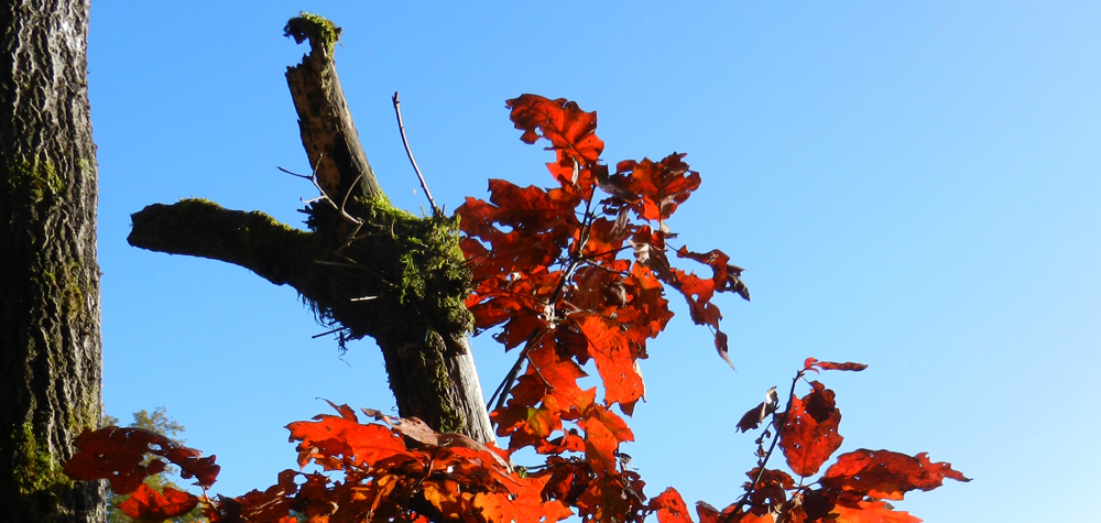 000 farben des herbstes - die roten eichen am radweg bei mitterfels
