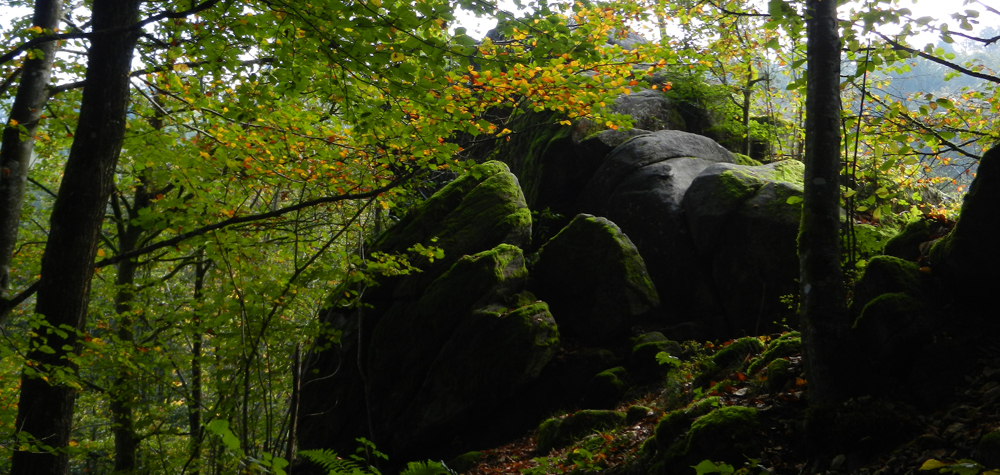 002 die laubbaeume am teufelsfelsen in mitterfels verfaerben sich ganz allmaehlich  ft