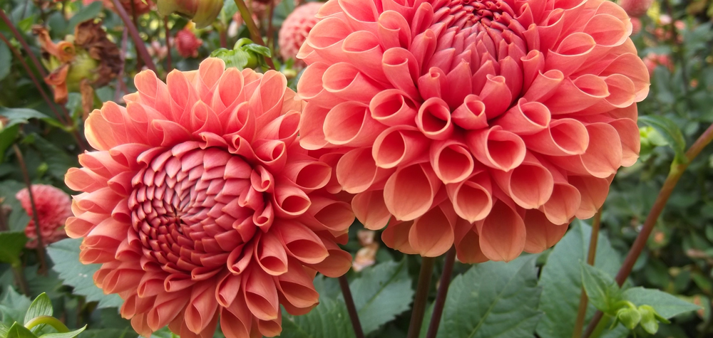 013 dahlien im herbstichen garten - gg