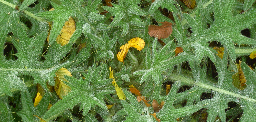 014 kunstwerk der natur - bm