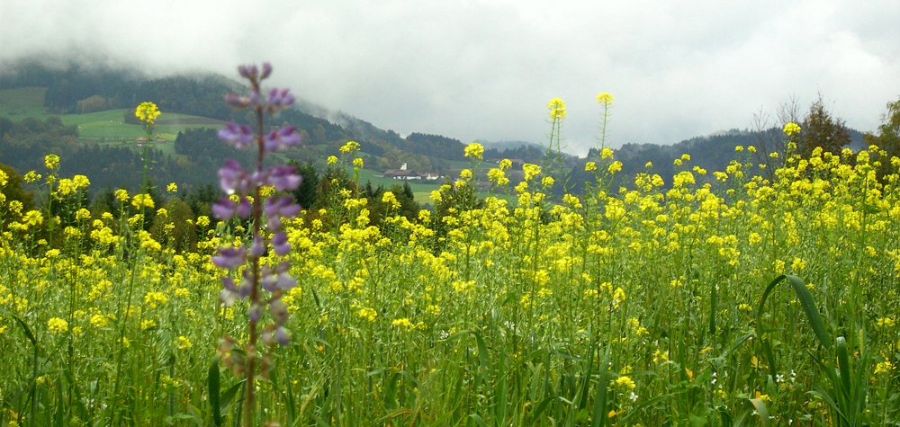 017 herbstliches rapsgelb - landasberg am gegenhang - bm