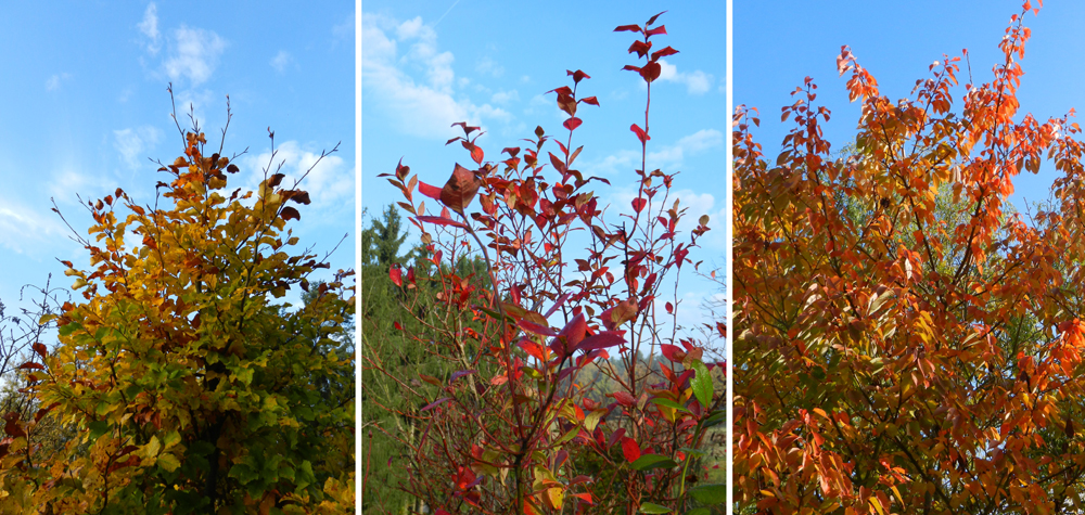 35 herbstliche farben in nachbars garten - ft