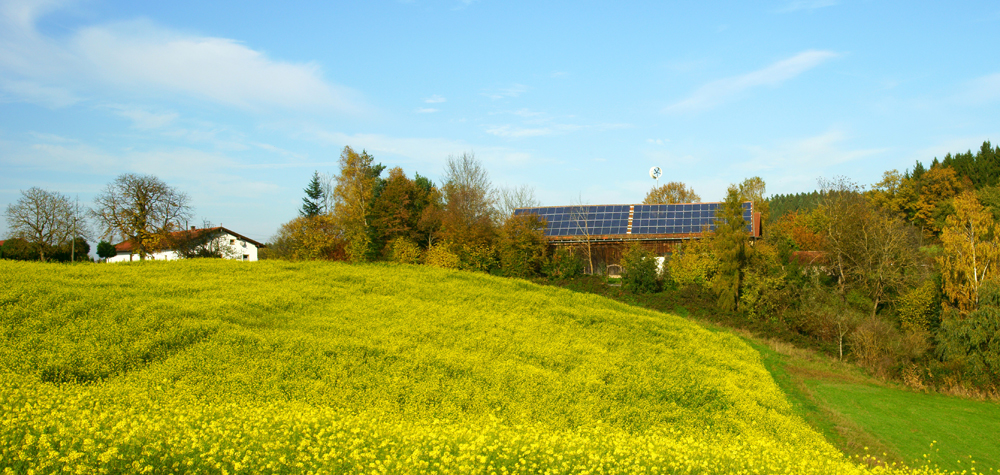 64 rapsfeld in hoermannsberg - hh