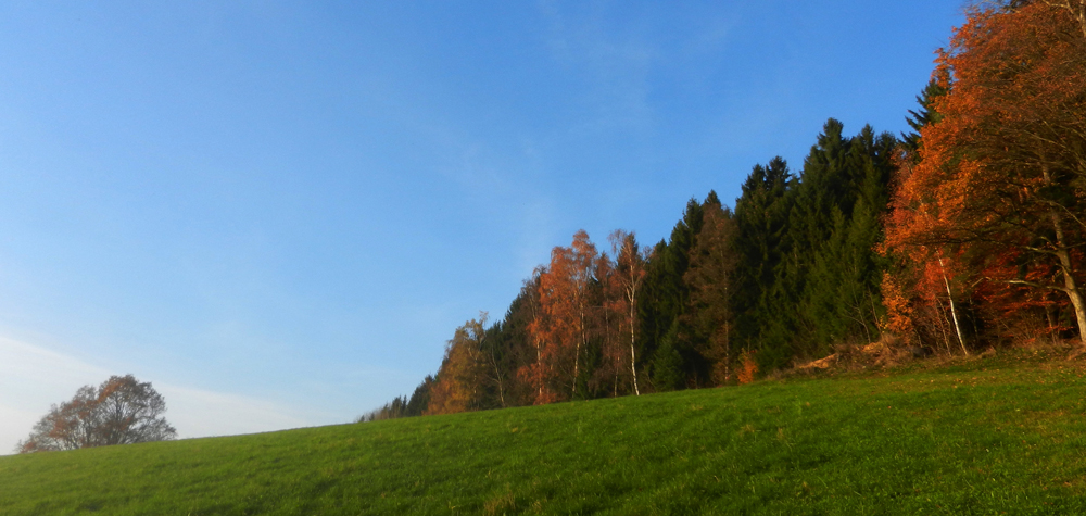 76 die untergehende sonne laesst die blaetter ergluehen - schon aber zieht der nebel hoeher - ft