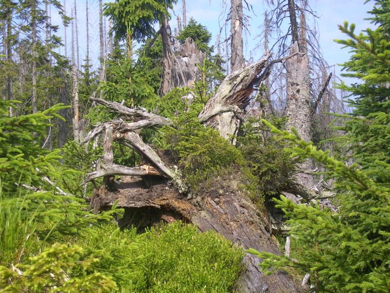 009 waldwildnis
