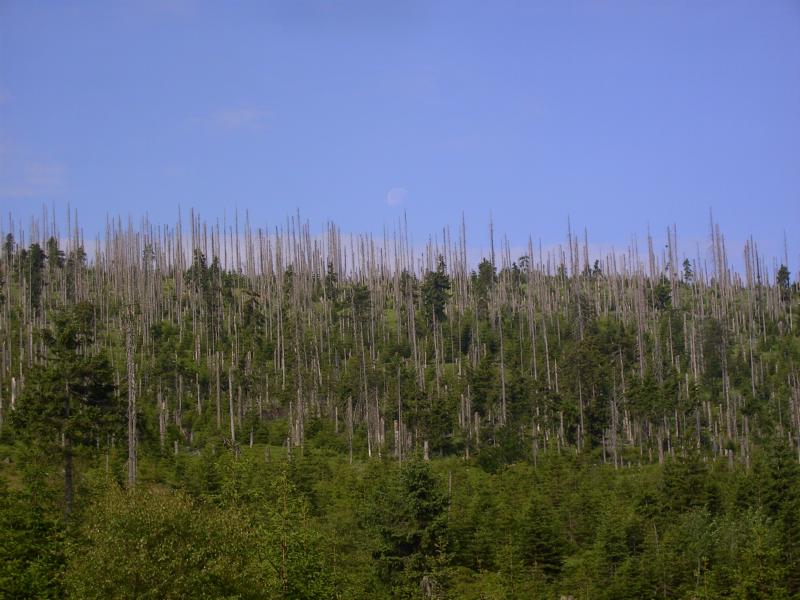010 wilder wald