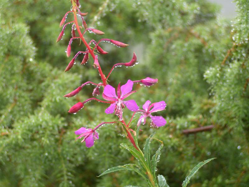 34 waldweidenrschen