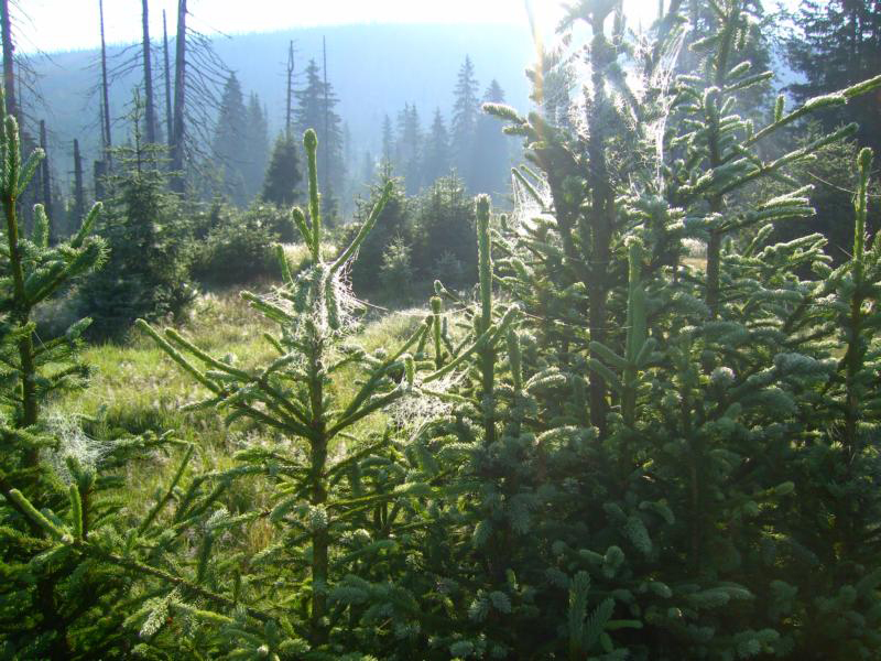43 lusenbachtal