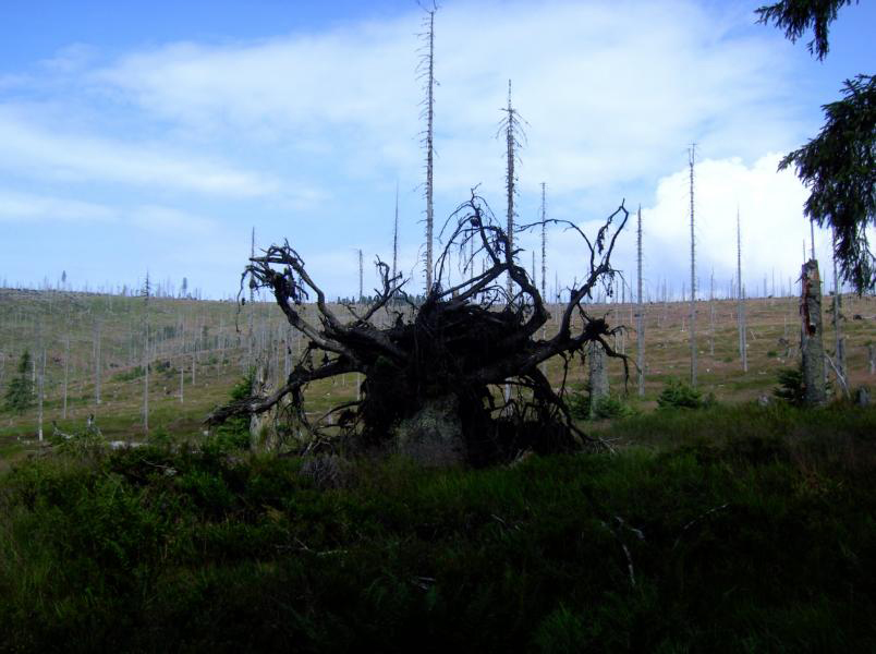51 hirschgspreng an der grenze