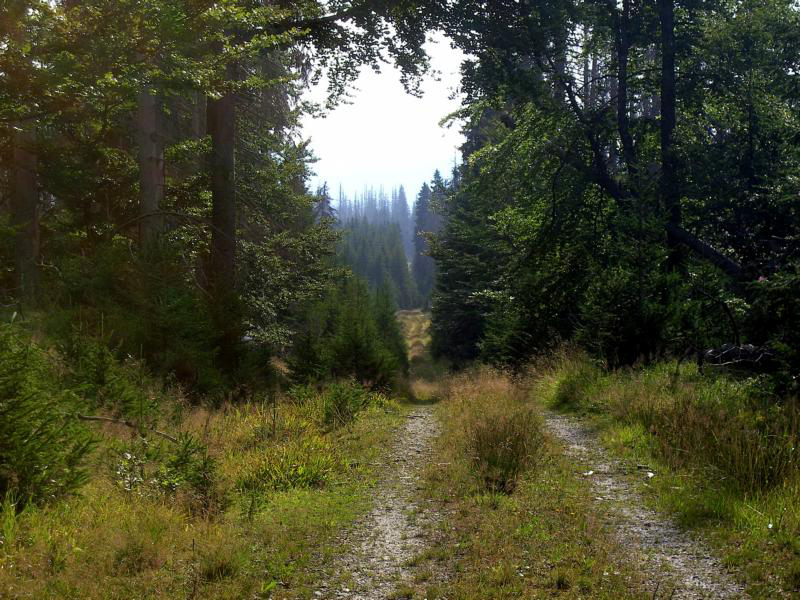 53 boehmerwaldruhe und boehmische weite am schuetzenpass