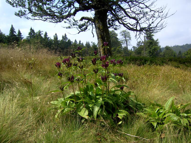 54 ungarischer enzian am hochschachten