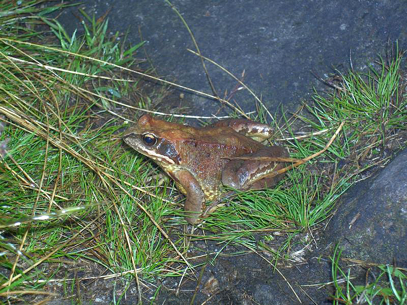 59 grasfrosch