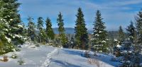 131-feb-18-tiefverschneiter-Wald-am-Kaitersberg-bm