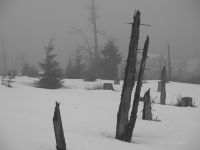 109_Mystischer_Anstieg_zum_Fallbaum-Polom_2019_03_03_bm