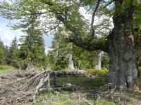 059_Spagat_zwischen_Natur-Natur-sein-lassen_und_Nutzung