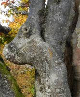 09-da-Kohlschachtenstier-Taurus-ft