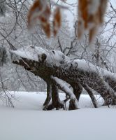 37-pass-auf-da-Rindlschachten-Dino-kimmt-bm