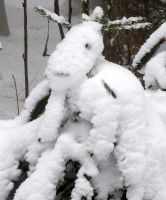 03_Schneeschaf_auf_der_Kasplattn_nn