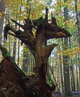 07_da_Woiddrach_bewacht_an_Watzlikhain_ft