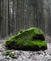 11_Drachenkopf_nn