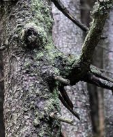 21_Waldgeist_unterm_Arber_nn