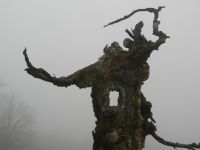 098-Geisterbaum-am-Hochschachten---ft