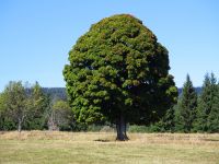 Hiagst19_004_Fuerstenhut_-_glei_drenterhalb_da_Grenz
