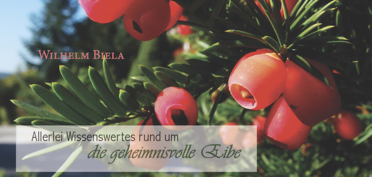 26 Wissenswertes um die geheimnisvolle Eibe