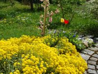 001-Wildwuchs-im-Garten---ft