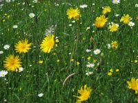 004-Blumenwiese-in-Mitterfelser-Garten-cbw