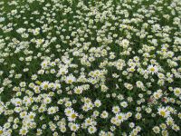 005-Blumenwiese-in-Mitterfelser-Garten-cbw