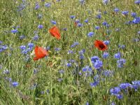 007-Kornblumen-mit-Mohn-cbw