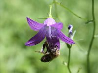 010-die-Glockenblume-hat-Besuch-hb