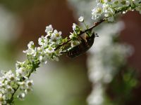 014-ein-Kaefer-zu-Besuch---bm