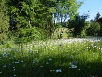 015-eine-seit-Jahren-nicht-mehr-geduengte-Wiese-am-Wirtskreuz-in-Haselbach---ft