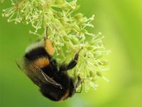 018-Hummel-zu-Besuch-am-Hauswein---bm