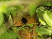 019-Untermieter-im-Garten---bm