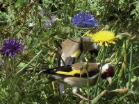 025-Stieglitze-in-der-Blumenwiese-unseres-Gartens---rb