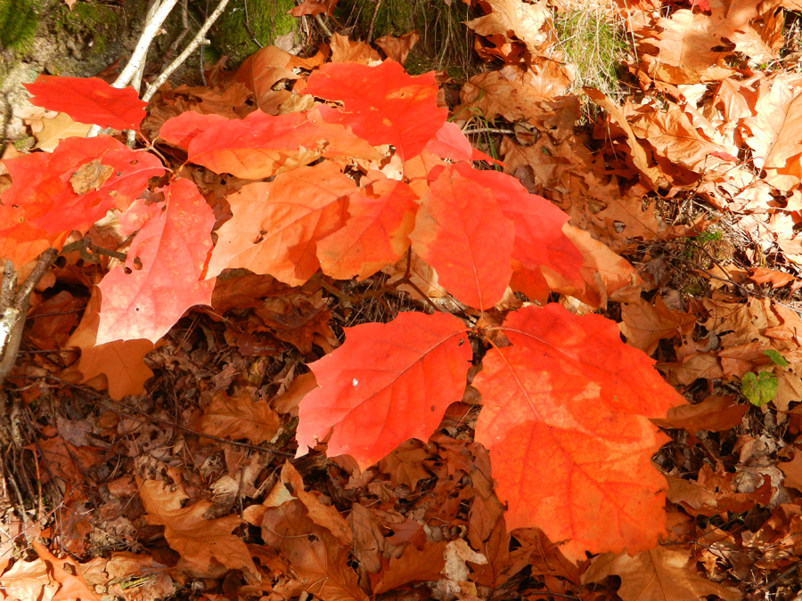 Herbst2017 0