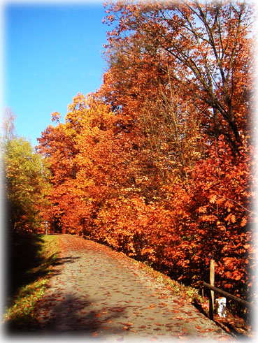 Herbst2017 3 Roten Eichen10