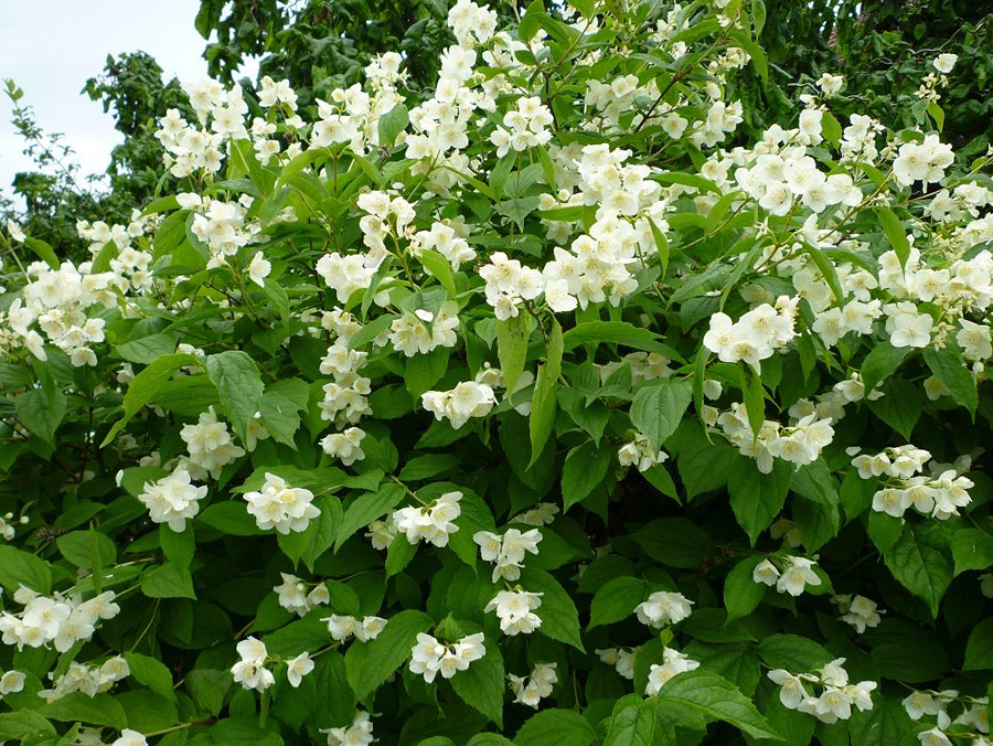 Juni 2019 2 Jasmin