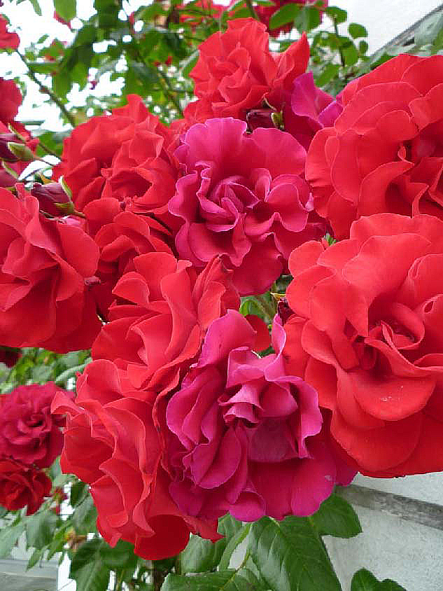 Juni 2019 5 Rose
