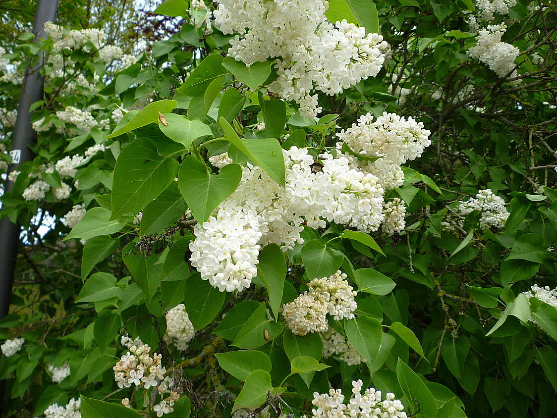 Mai2021 3 Flieder