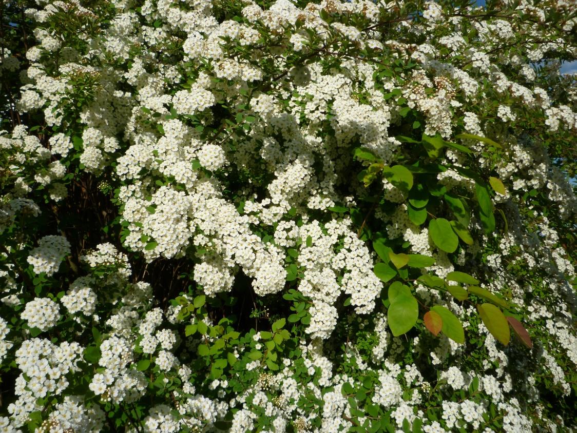 Mai 2019 5 Gabis