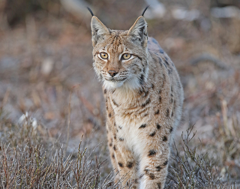 NPV BW VM 128 22 LYNX c