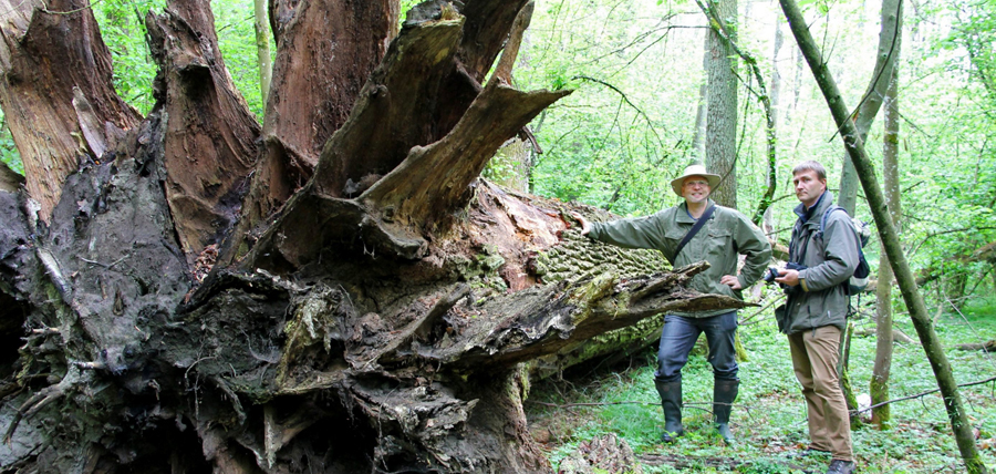 rainer wald1 017 bog ztg 00 210516 w