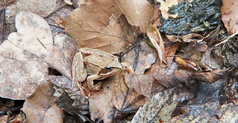 rainer wald2 017 bog ztg 00 210516 w
