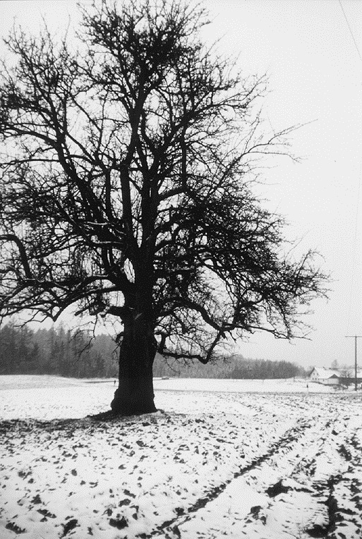 03 BIRNBAUM