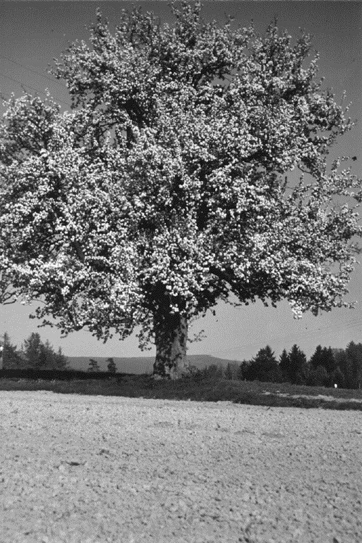 04 BIRNBAUM