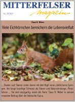 Thema19_Eichhoernchen